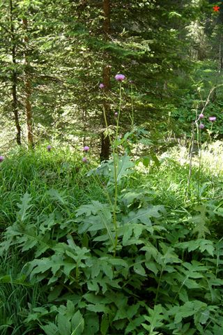 Cirsium vulgare e C. sp.